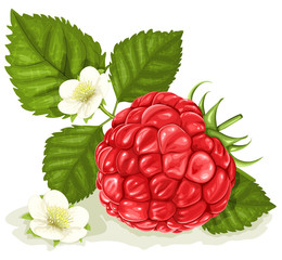 raspberry with leaves and flowers.