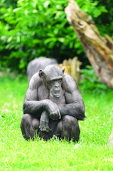 Chimpanzee