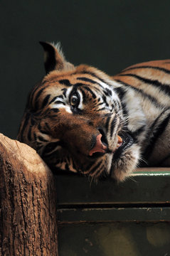 Tigre