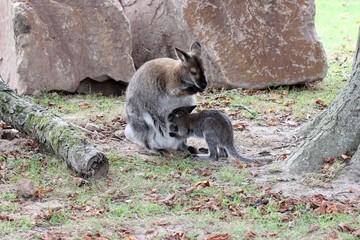 Bennettkängurumutter säugt ihr Junges