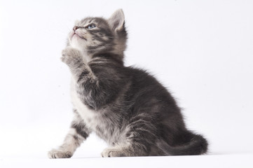 Obraz premium small cat