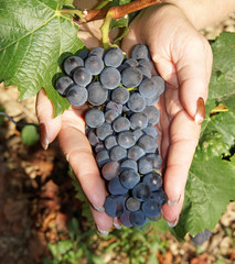 Rotwein Trauben - Red Wine Grapes