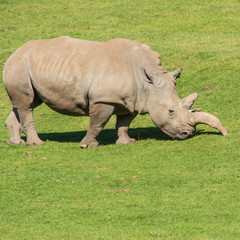 Naklejka premium Just Browsing