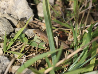 Junge Zauneidechse am Dörnberg