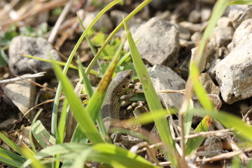 Junge Zauneidechse am Dörnberg