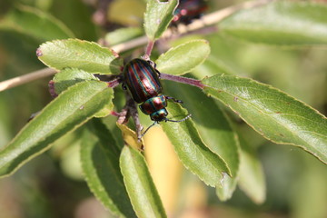 Regenbogen-Blattkäfer (Chrysolina cerealis)