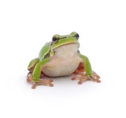 Tree frog