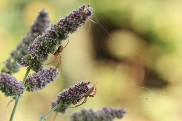 Herbstspinnenweibchen mit zwei Männchen