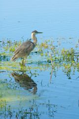 gray Heron reflected in lake