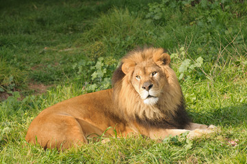 Obraz na płótnie Canvas Lion odpoczynku po posiłku