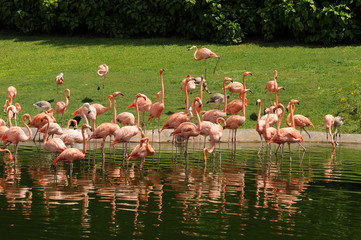 Flamingo pond