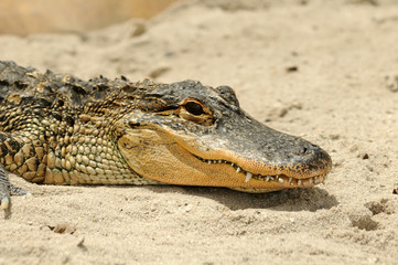 American alligator