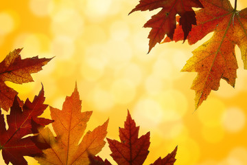 Naklejka na ściany i meble Autumn Maple Leaves Fall Colors Mieszane Backlit