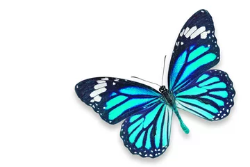Crédence de cuisine en verre imprimé Papillon Blue butterfly