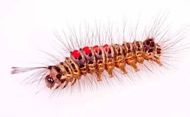 caterpillar on white background