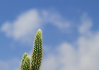 エコイメージの青空とサボテン