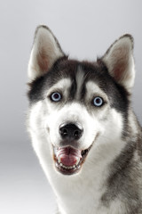 Obraz premium pet dog smiling to camera