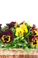 beautiful violet pansies in basket isolated on a white .