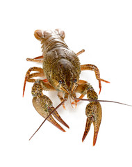 green crawfish isolated on white close-up