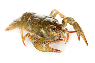 Alive crayfish isolated on white close-up