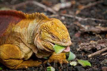 Yelloy orange iguana feeding on vegetables