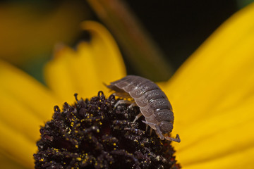 Kellerassel (Porcellio scaber)