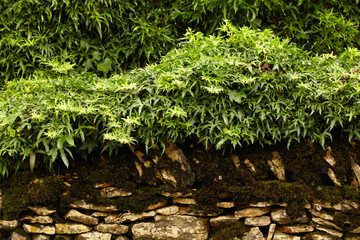 Stone wall and green plants