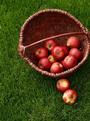 Apfel 11