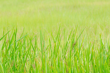 Obraz premium Grass Background