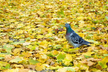 Dove on the carpet of autumn leaves