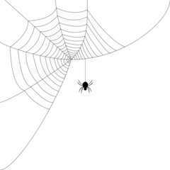Spider web - 45082020