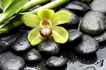 Macro of gorgeous orchid with bamboo grove on pebbles