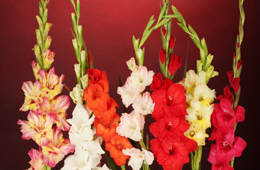Beautiful colorful gladiolus on red background close-up