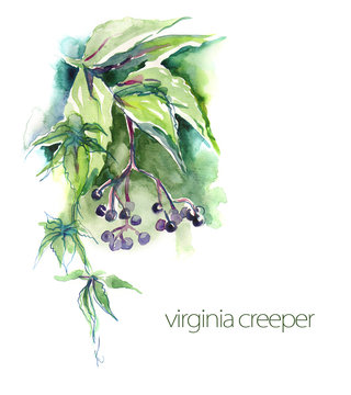 Watercolor  -Virginia creeper twig-