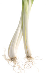 Spring onions