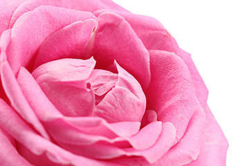 beautiful pink rose, close up
