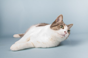 cat on colored background