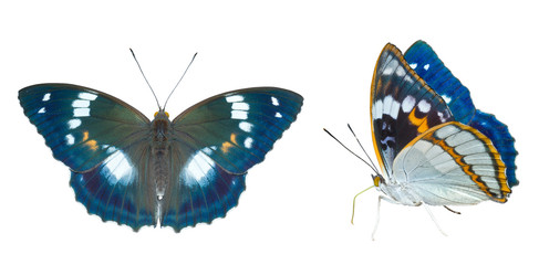 Obraz na płótnie Canvas Butterfly (Apatura schrencki) 27