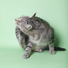 Obraz premium tabby cat on green background