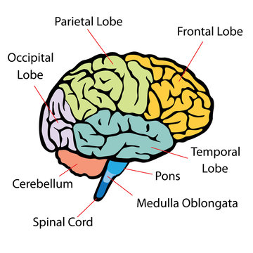 Brain sections vector