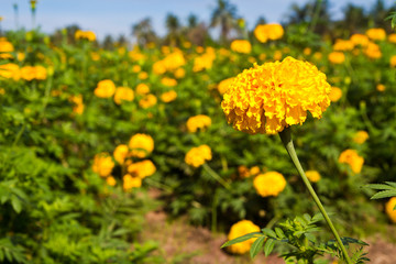 Marigold flower in the farm