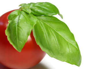 Basilikum mit Tomate