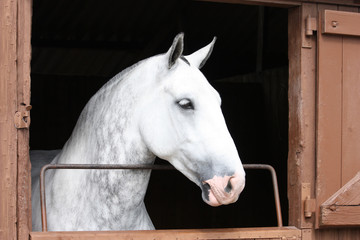 A Lovely Grey Horse Looking Out of the Stable Door.