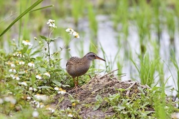 Water Rail