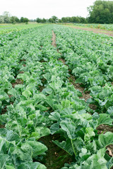 Agricultural field with rows of green cabbage