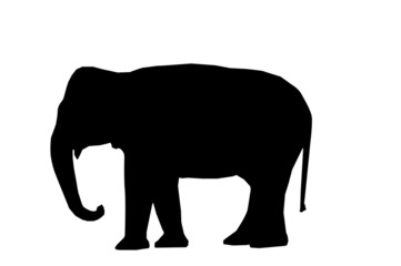 Indian Elephant