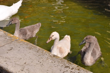 Jeunes cygnes