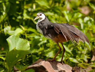 White breasted waterhen