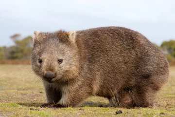 Photo sur Aluminium Australie Gros plan sur les wombats