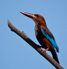 White Throated Kingfisher